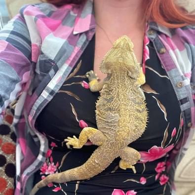 Bearded dragon