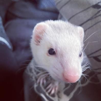 Ferrets