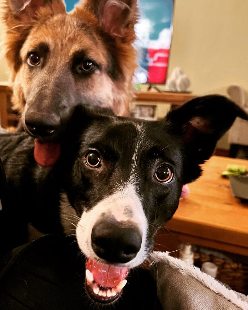 Resident boarding dogs Crempog and Minka
