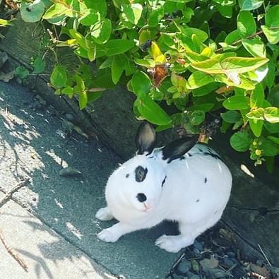 Rabbits