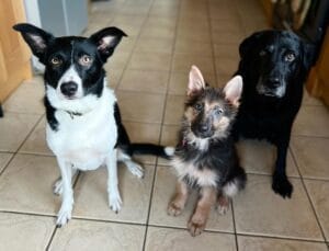 Minka, Cermpog and Berry