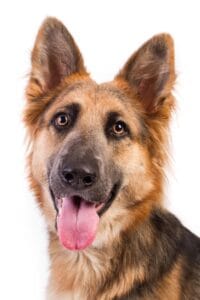 Crempog Resident Dog