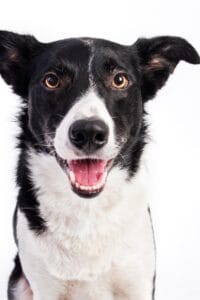 Minka Resident Dog