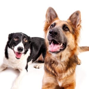 Berry's Pet Services Resident Dogs Minka and crempog