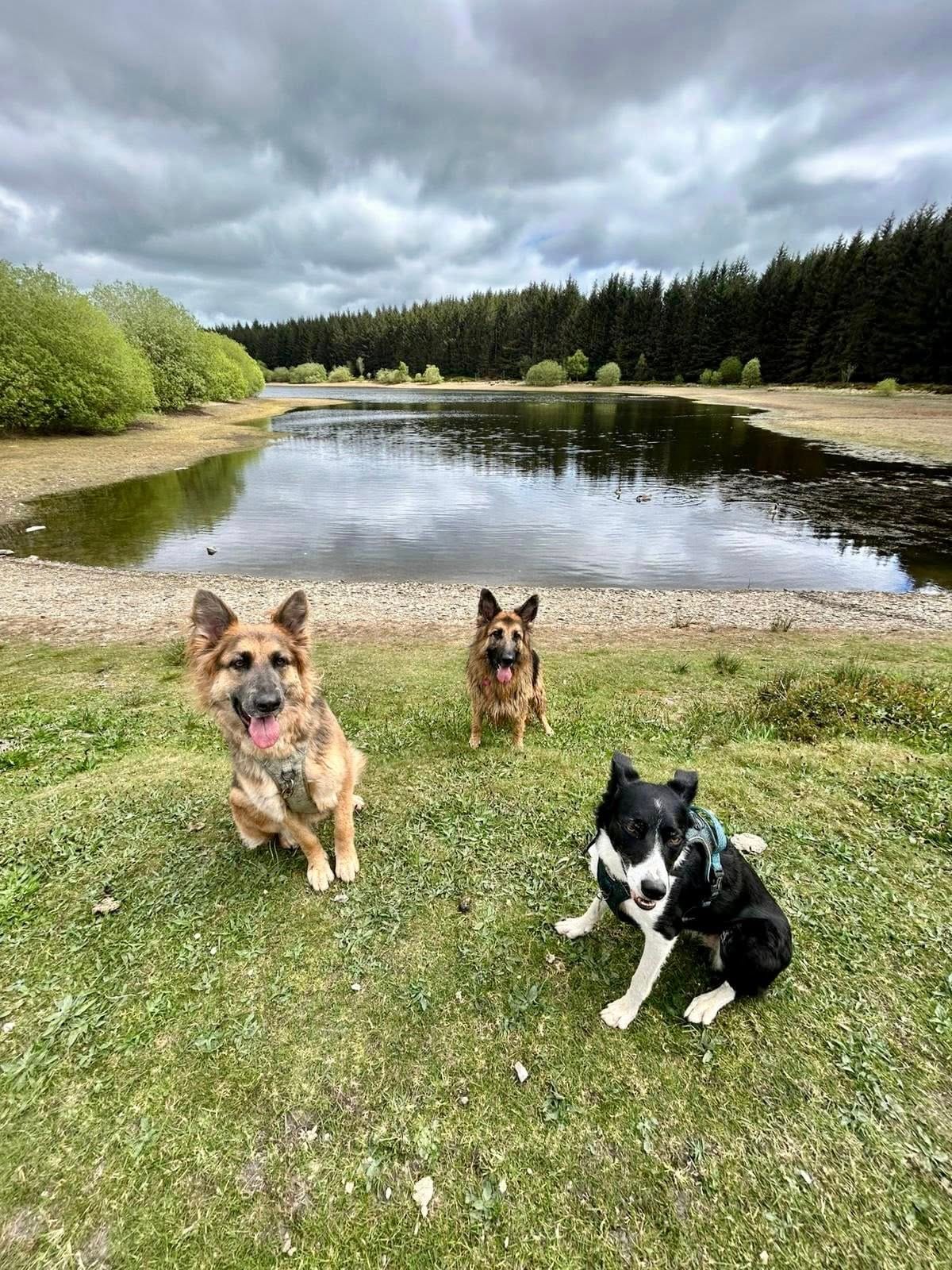 Dog walks whilst boarding