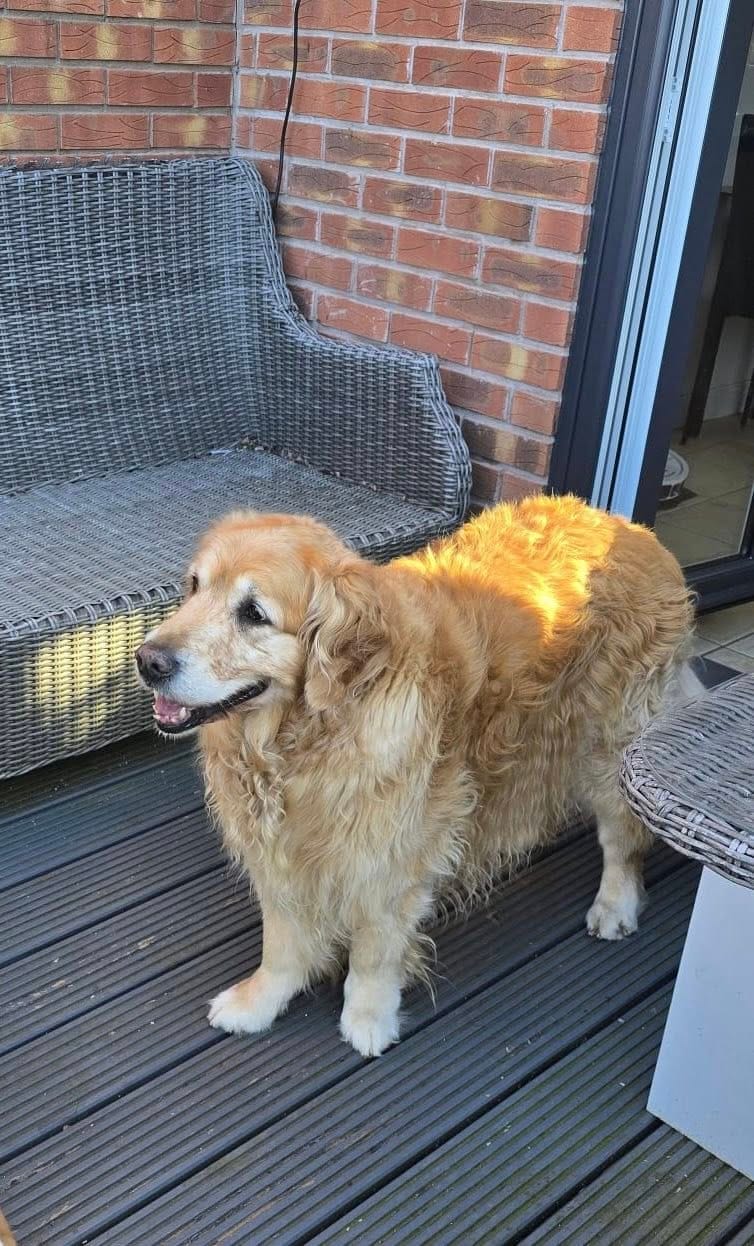 older dog, some outside time relaxing in the shade - home dog boarding wrexham