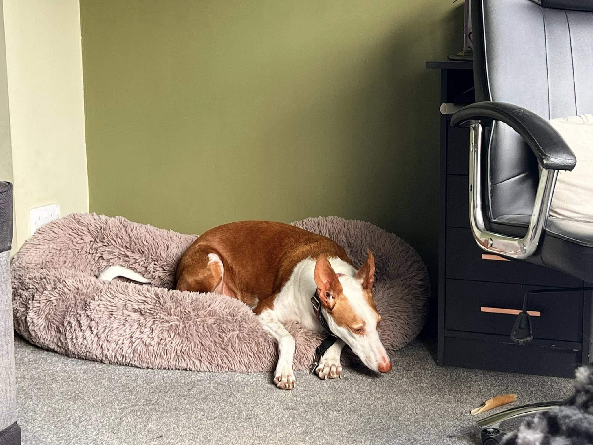 Dog relaxing on his bed