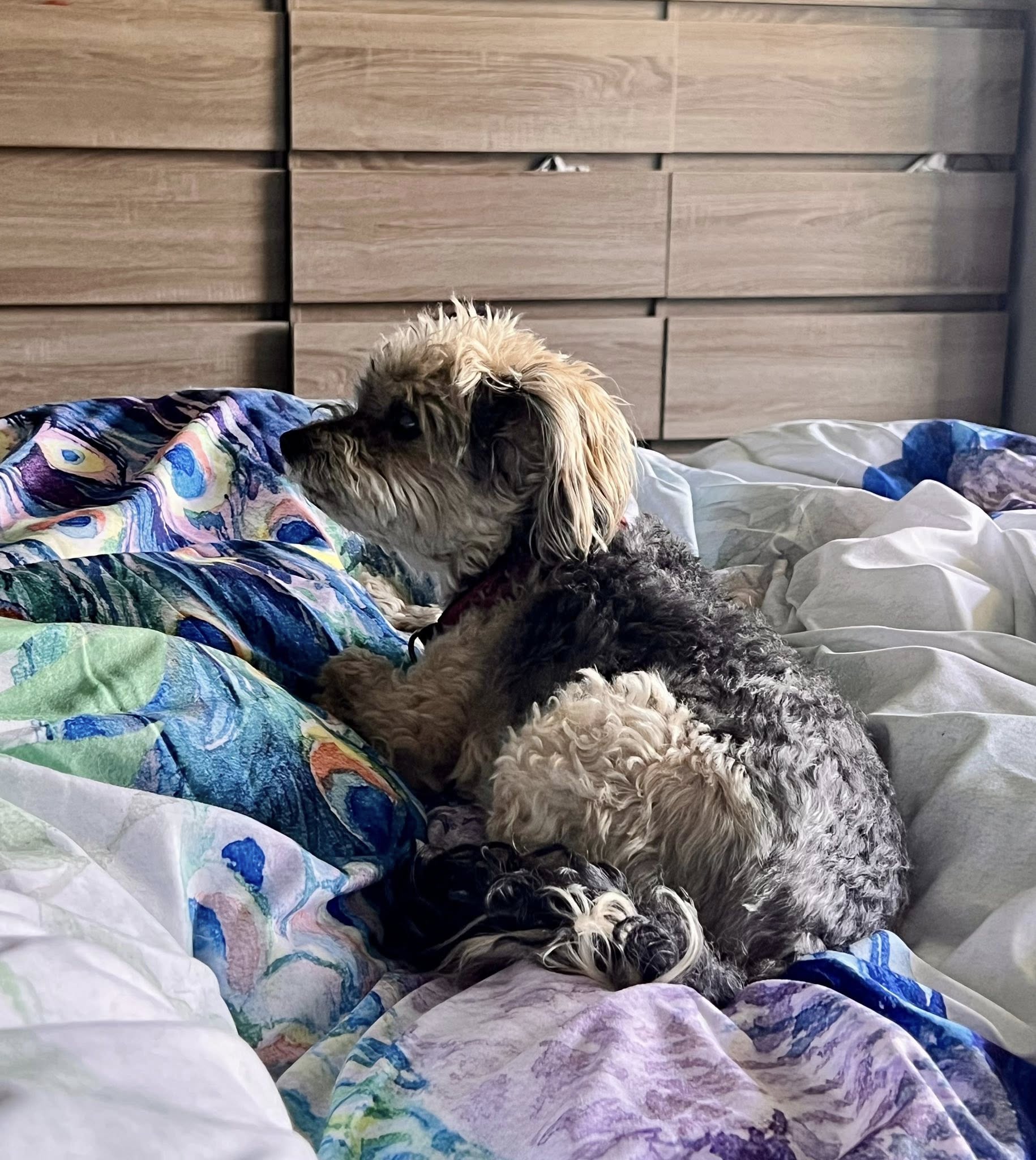 Dog relaxing on our bed, dog boarding