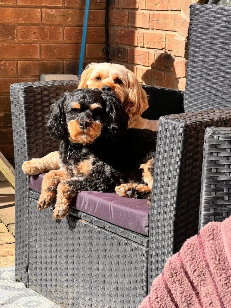 relaxing in the sun - home dog boarding Wrexham
