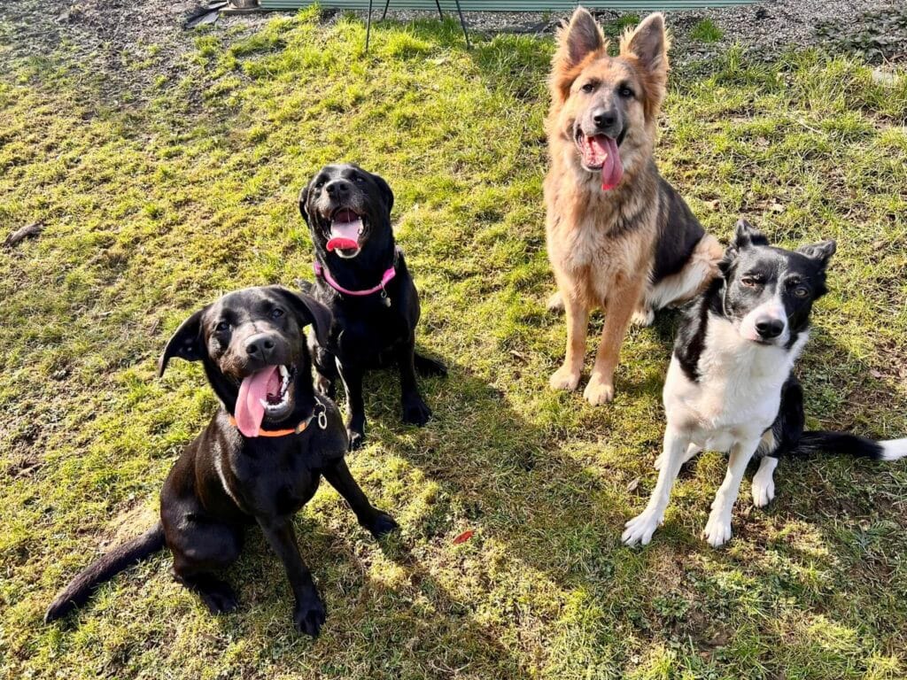 Wolf pack - enjoying their stay