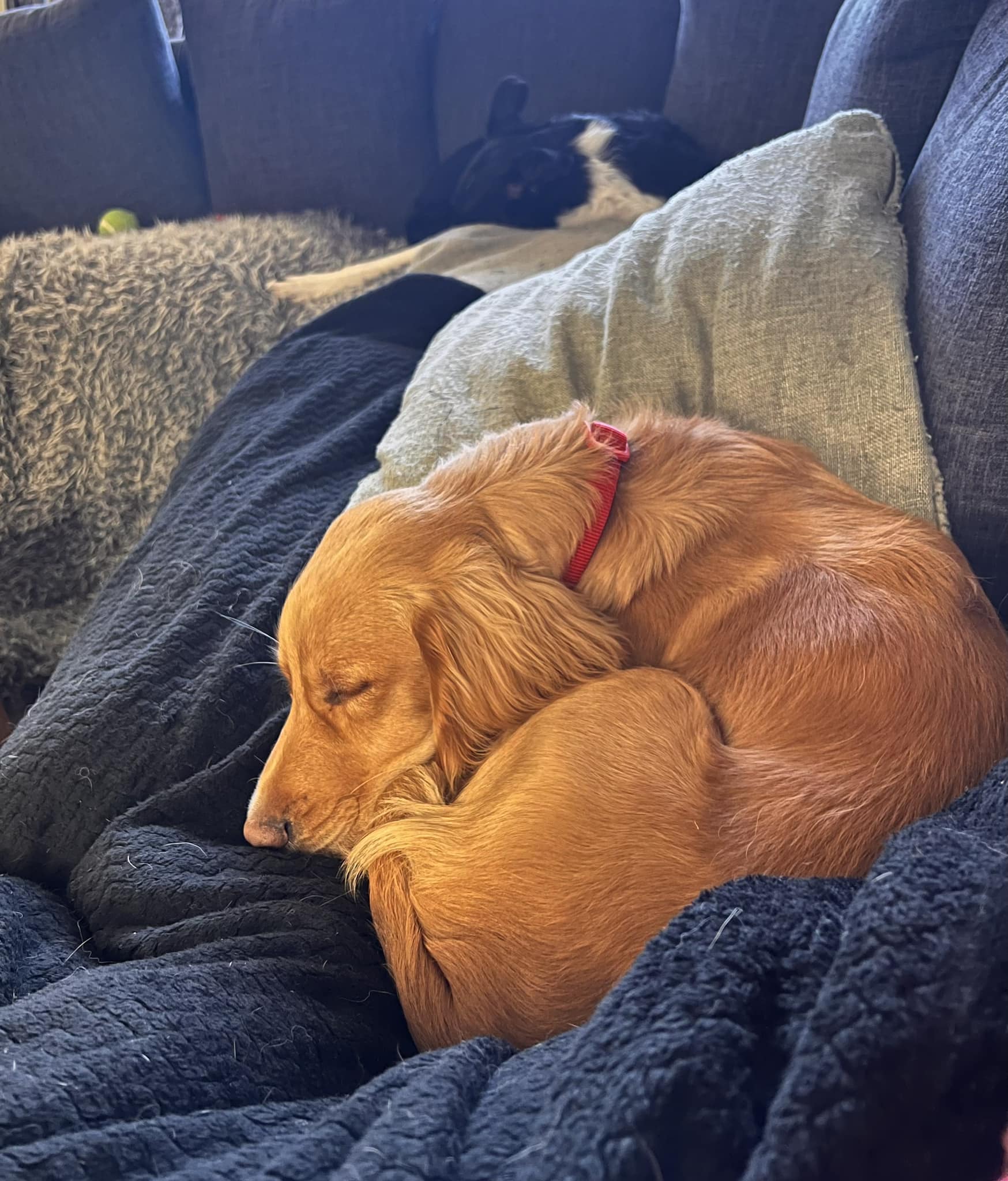 Dogs relaxing on our Sofa
