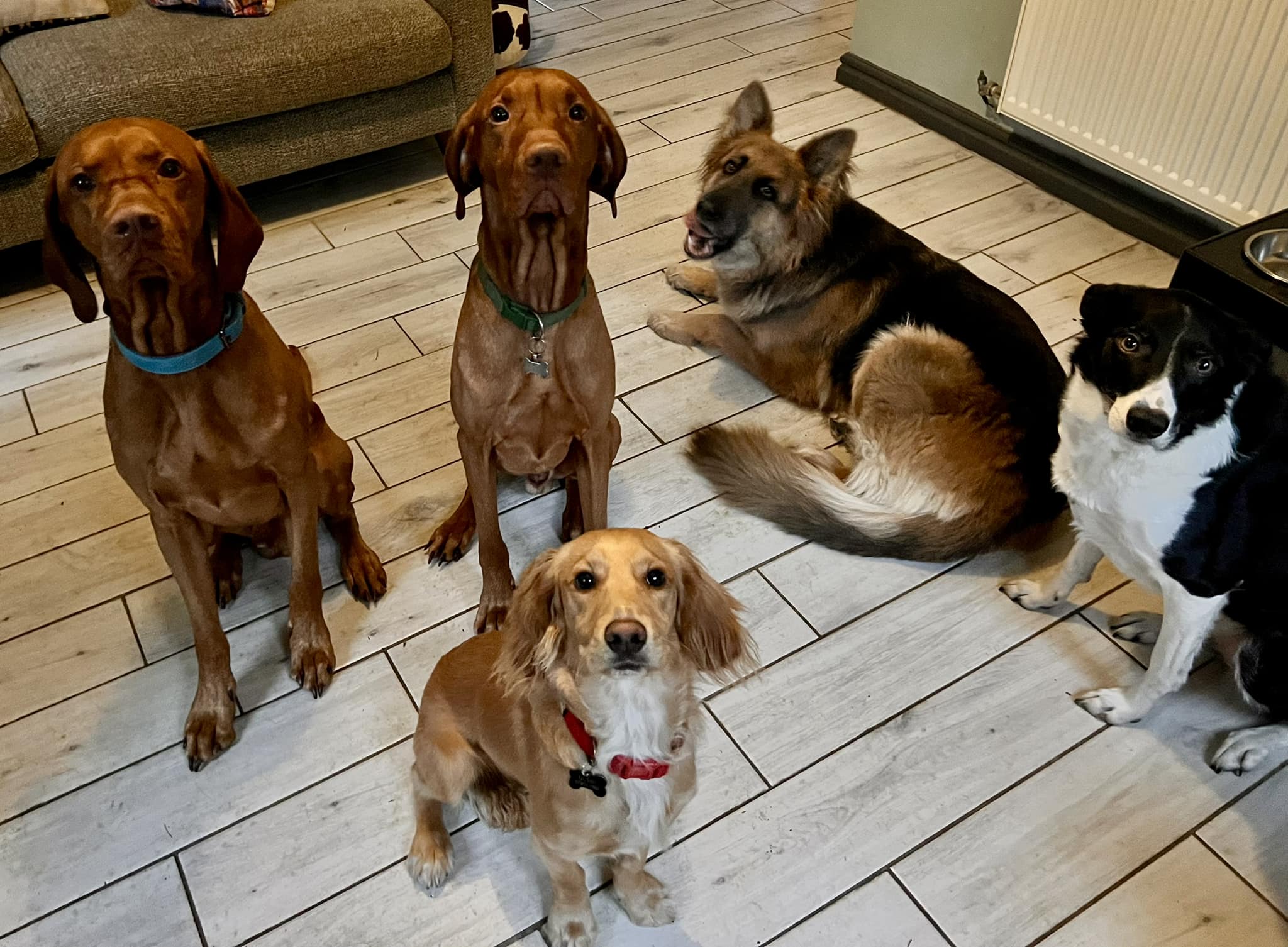 dog home boarding 