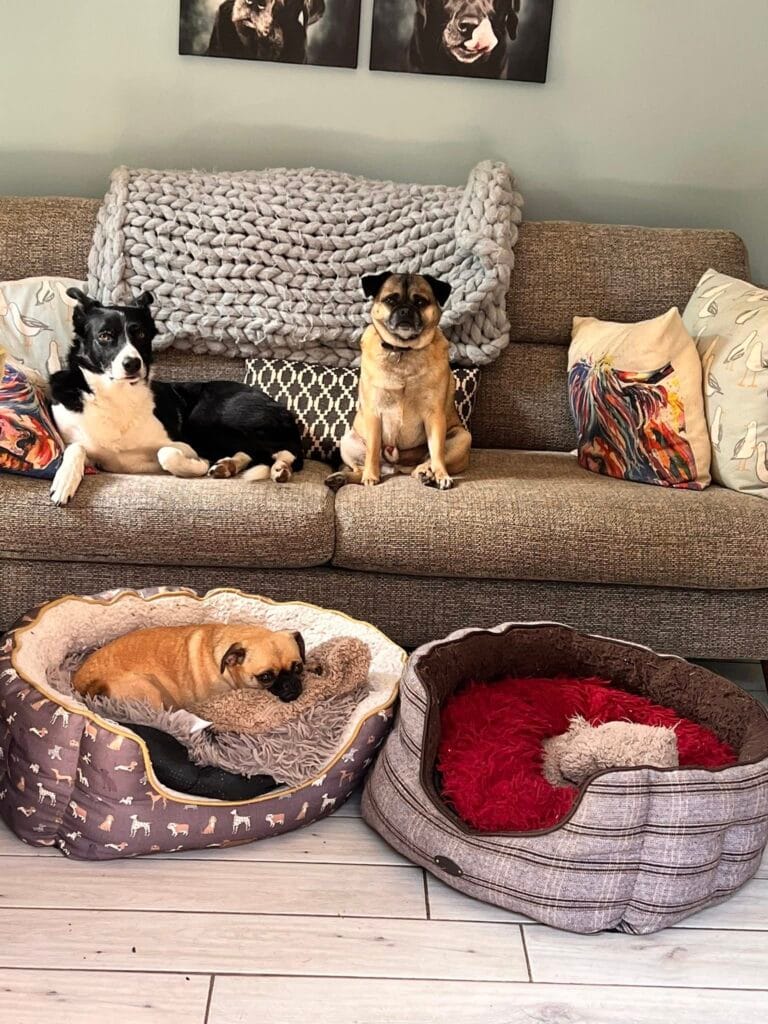 dogs relaxing whilst boarding