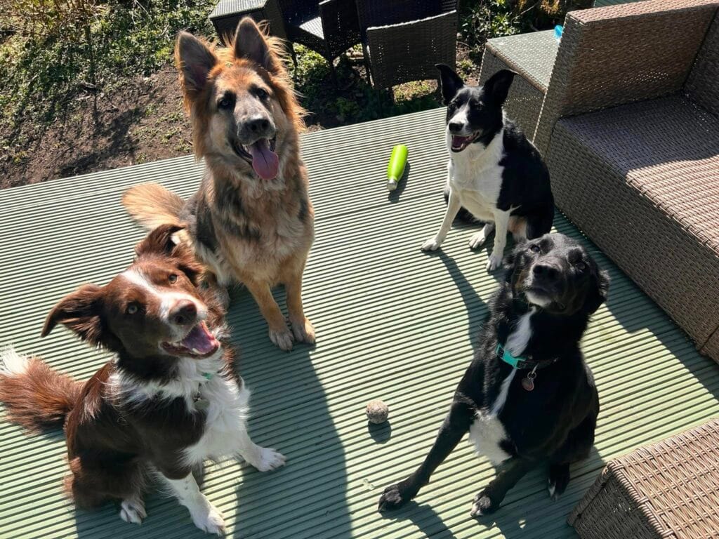 dog pack, home dog boarding Wrexham