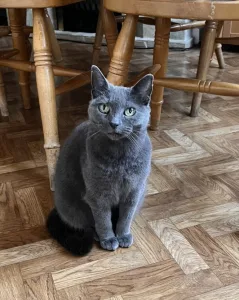 Cat visit in North Wales