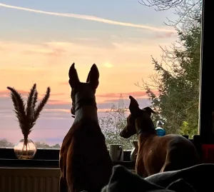 looking out of window at berry's pet services