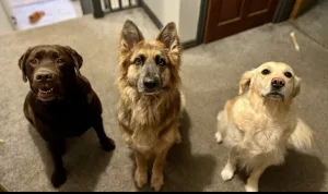 dog meet and greet
