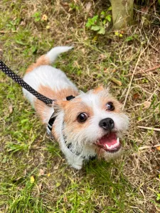 little dog walking