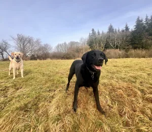 Big dog walking north Wales