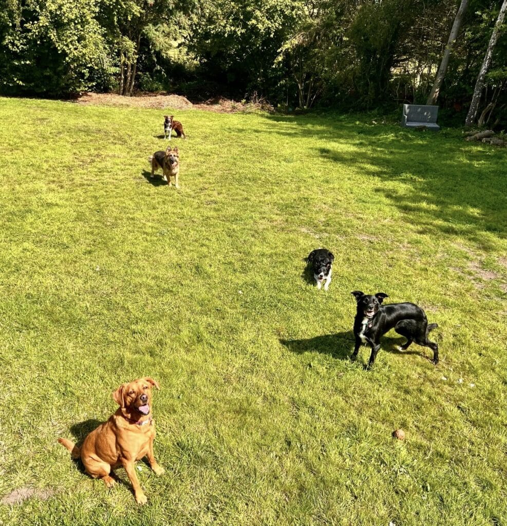 dogs playing in the garden