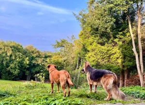 German shepherds home boarding