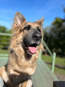 Crempog at home - dog boarding