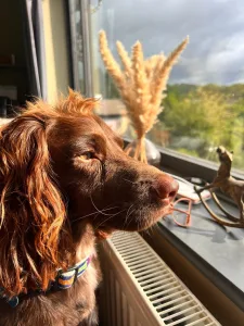 cocker spaniel at our home boarding with us