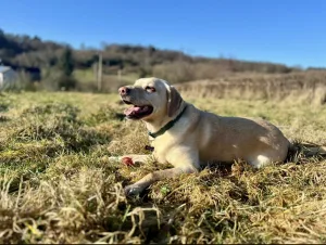 labrador dog boarding north wales