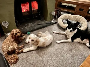 Trial Night for dog boarding - Berry's Pet Services