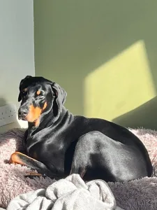 Dog sitting in our home