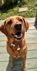 dog boarding at berry pet services